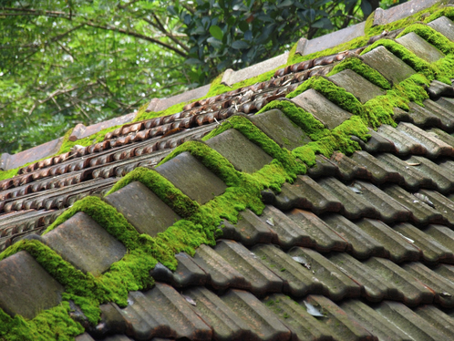 Démoussage de toiture à Neufmaisons